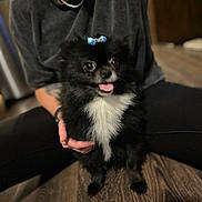 Bear joined the competition — help win amazing prizes! black_and_white, bow, casual_clothing, close_up, companion, cute, dog, floor, fluffy, hand, happy, indoor, jewelry, panting, person, pet, sitting, small_dog, tattoo, wooden_floor