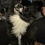 Bear is registered to the contest to win money with this photo: adorable, animal, black_and_white, bow, canine, companion, cute, cute_pet, dog, domestic_animal, fluffy, fur, indoor, indoor_lighting, looking_up, pet, portrait, sitting, small_dog, wooden_floor