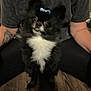 Bear joined the competition — help win amazing prizes! animal, black_and_white, bow, casual_clothing, companion, cute, dog, domestic, fluffy, friendly, fur, indoor, paw, person, pet, portrait, sitting, small_dog, tattoo, wooden_floor