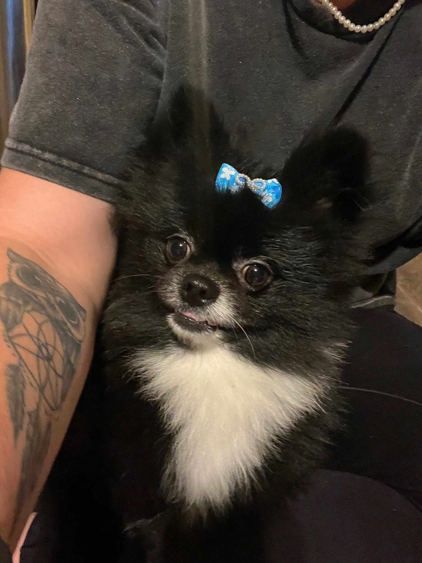 Bear