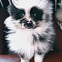Zero is registered to the contest to win money with this photo: puppy, dog, fluffy, black_and_white, pet, cute, animal, fur, sitting, indoor, closeup, face, eyes, nose, small, adorable, young, domestic_animal, leather, portrait
