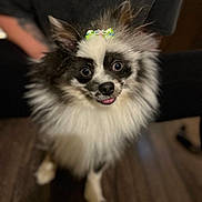 Zero joined the competition — help win amazing prizes! adorable, animal, black_and_white, bow, companion, cute, dog, domestic_animal, ears, face, floor, fluffy, fur, indoor, looking_up, person_in_background, pet, small_dog, tongue_out, wooden_floor