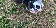 Zero is registered to the contest to win money with this photo: dog, leash, grass, footwear, flip_flop, outdoor, pet, happy, fluffy, black_and_white, canine, small_dog, paw, person, animal, ground, nature, walking, cute, tongue_out