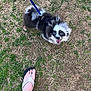 dog, leash, grass, footwear, flip_flop, outdoor, pet, happy, fluffy, black_and_white, canine, small_dog, paw, person, animal, ground, nature, walking, cute, tongue_out