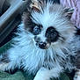 Zero is registered to the contest to win money with this photo: puppy, dog, blue_eyes, fluffy, white_fur, black_fur, pet, cute, animal, closeup, car_interior, blanket, indoors, young_dog, fur, portrait, nose, paw, ears, sitting