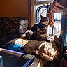 cat, tabby_cat, cushion, window, sunlight, shadow, fan, couch, indoor, household_items, patterned_fabric, pet, relaxing, feline, cozy, domestic, animal, resting, living_room, warm_lighting