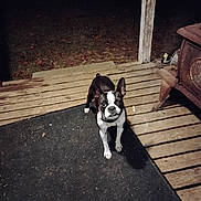 Misfit Reed joined the competition — help win amazing prizes! alert, animal, black_and_white, boston_terrier, canine, cast_iron_stove, collar, curious, dark_background, dog, front_paws, looking_up, night, outdoor, pet, porch, rustic, small_dog, standing, wooden_floor