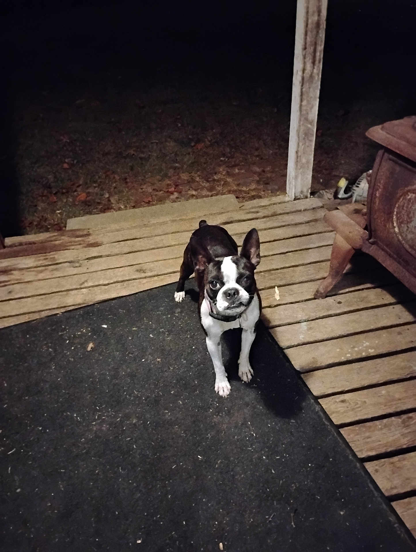 Misfit Reed joined the competition — help win amazing prizes! alert, animal, black_and_white, boston_terrier, canine, cast_iron_stove, collar, curious, dark_background, dog, front_paws, looking_up, night, outdoor, pet, porch, rustic, small_dog, standing, wooden_floor