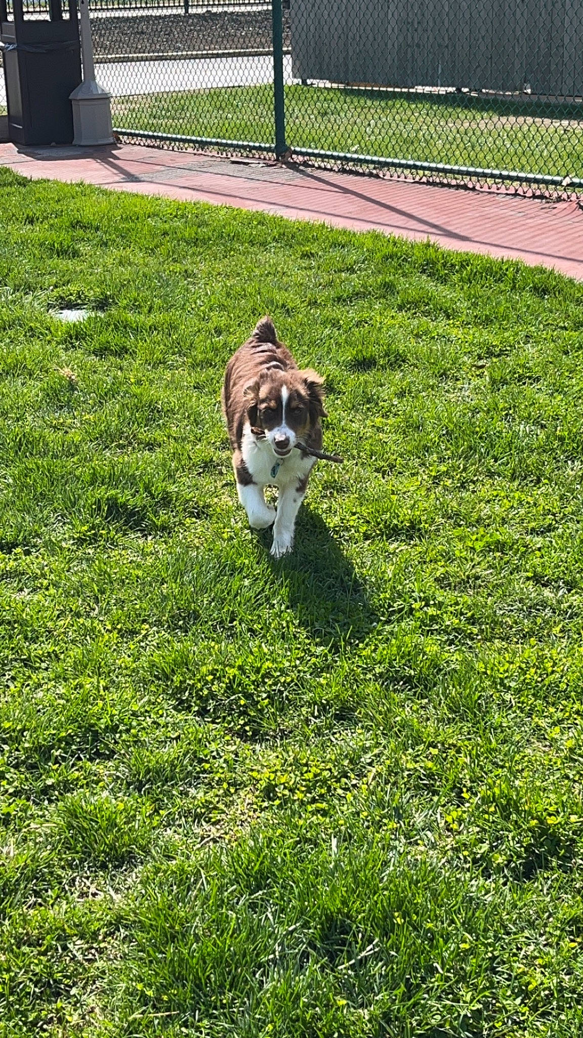 Oakley joined the competition — help win amazing prizes! carnivore, companion_dog, dog, dog_breed, fence, field, garden, grass, grassland, groundcover, landscape, lawn, meadow, pasture, plant, shrub, sporting_group, tail, working_animal, yard