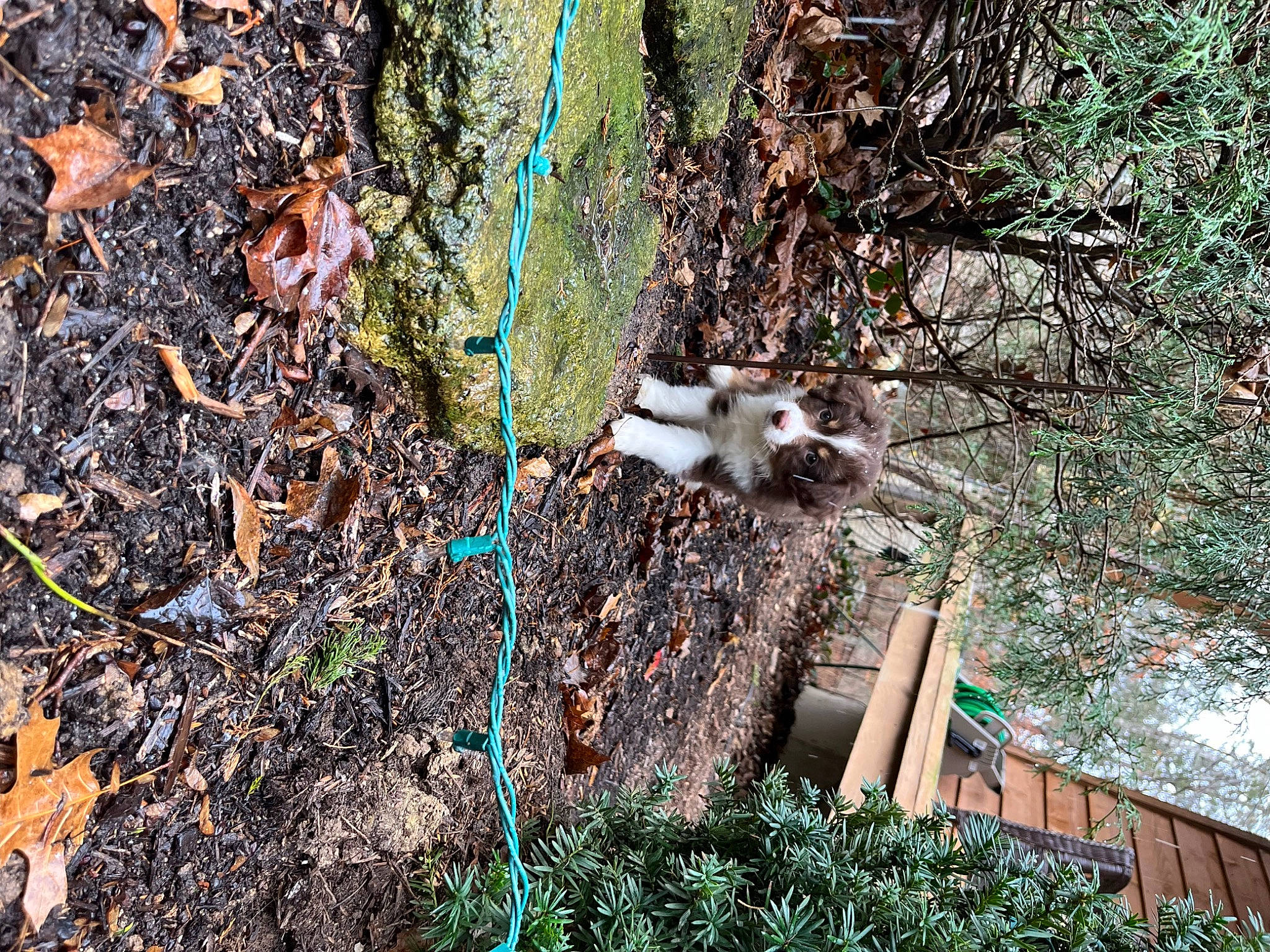 Oakley joined the competition — help win amazing prizes! fawn, felidae, grass, groundcover, jungle, plant, soil, tail, terrestrial_animal, tree, trunk, twig, wildlife, wood