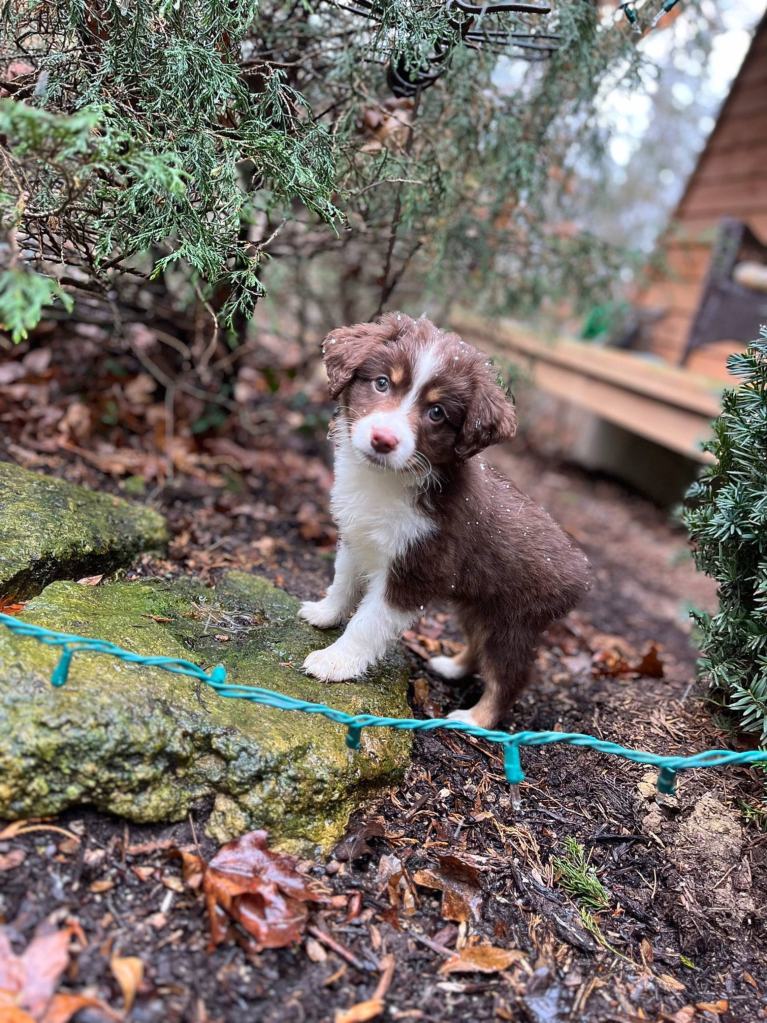 Oakley joined the competition — help win amazing prizes! branch, canidae, carnivore, companion_dog, dog, dog_breed, fawn, felidae, forest, fur, grass, groundcover, plant, small_to_medium_sized_cats, soil, tail, terrestrial_animal, tree, twig, whiskers