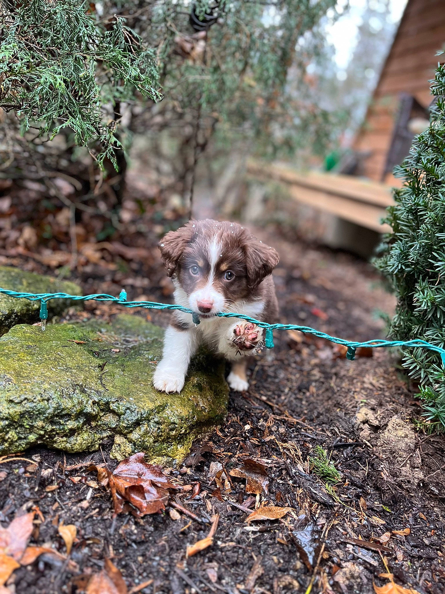 Oakley is registered to the contest to win money with this photo: canidae, carnivore, companion_dog, dog, dog_breed, fawn, forest, grass, groundcover, plant, soil, sporting_group, tail, terrestrial_animal, tree, twig, whiskers, wood, woodland, working_animal