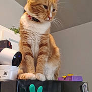 Terracotta joined the competition — help win amazing prizes! cat, orange_cat, white_cat, pet, indoor, refrigerator, notes, clip, houseplant, domestic_animal, feline, curious, sitting, fur, whiskers, collar, home, appliance, wall, quiet