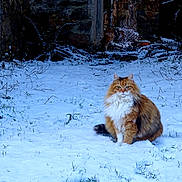 Châtaigne participe au concours pour gagner de l'argent avec cette photo : cat, snow, winter, outdoor, animal, fluffy, fur, garden, stone_wall, nature, cold, mammal, pet, wildlife, sitting, greenery, plant, rustic, daylight, cute