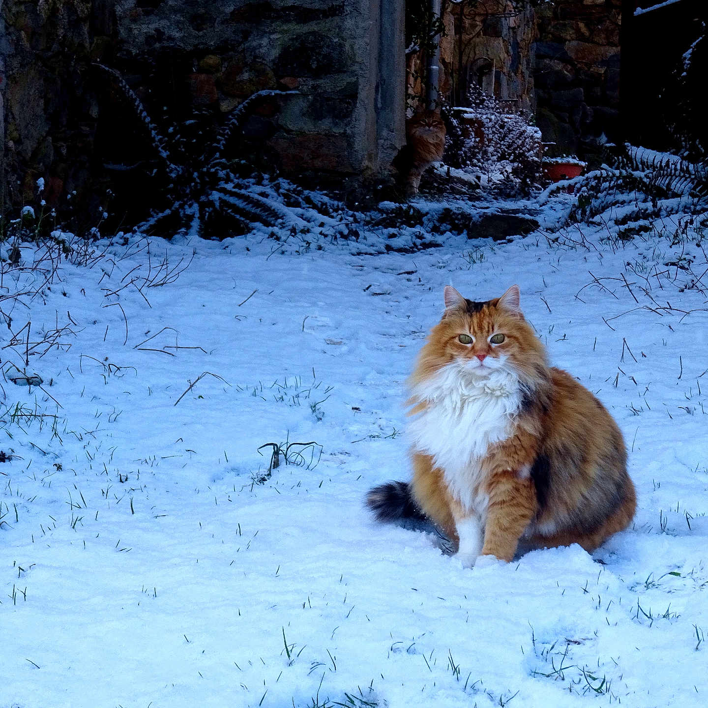 Châtaigne participe au concours pour gagner de l'argent avec cette photo : animal, cat, cold, cute, daylight, fluffy, fur, garden, greenery, mammal, nature, outdoor, pet, plant, rustic, sitting, snow, stone_wall, wildlife, winter