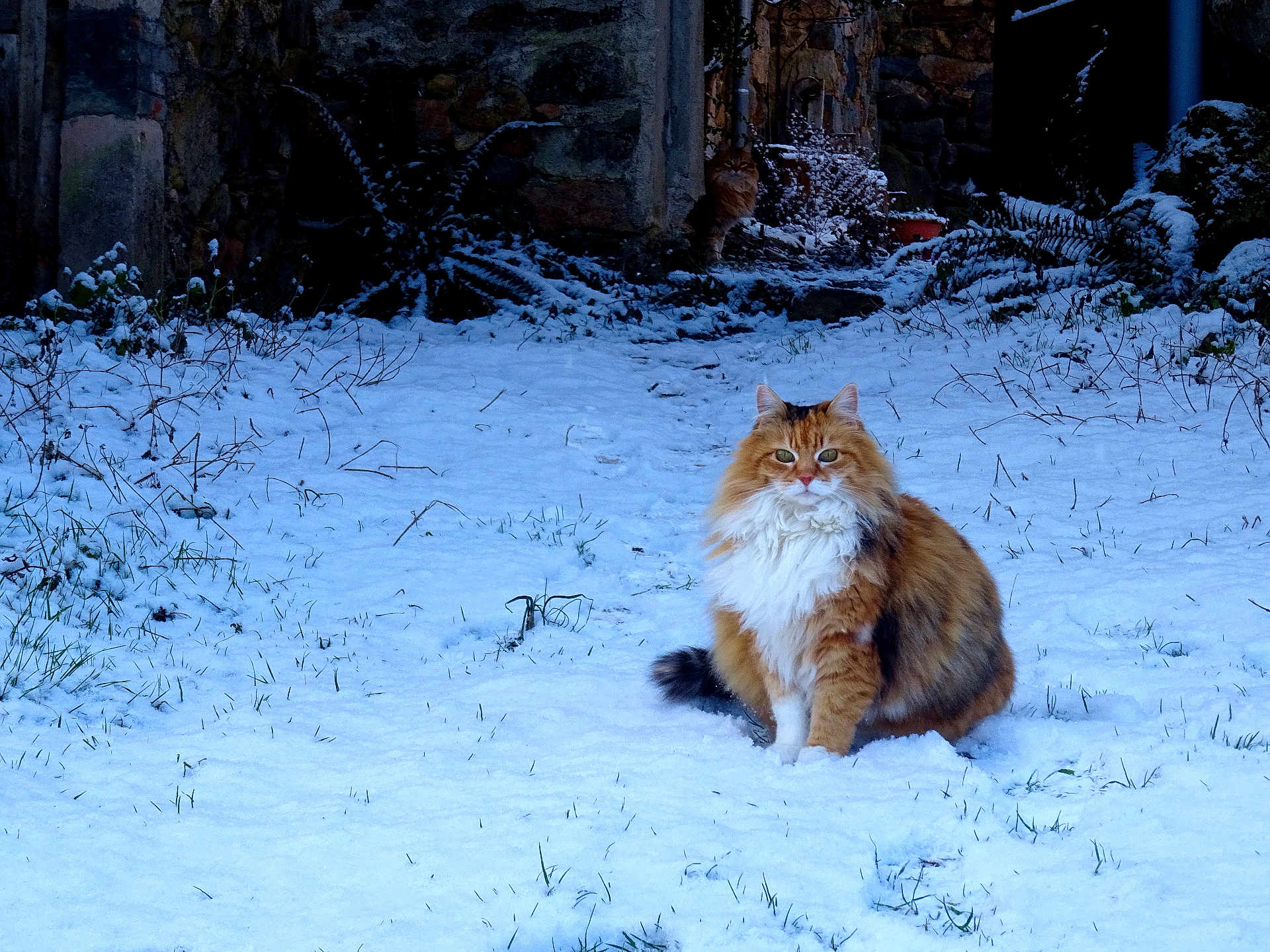 Châtaigne participe au concours pour gagner de l'argent avec cette photo : cat, snow, winter, outdoor, animal, fluffy, fur, garden, stone_wall, nature, cold, mammal, pet, wildlife, sitting, greenery, plant, rustic, daylight, cute
