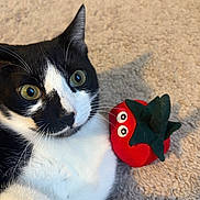 Kaido joined the competition — help win amazing prizes! animal, black_and_white, carpet, cat, close_up, cute, domestic, feline, funny, green_eyes, indoor, lying_down, pet, playful, plush_toy, relaxed, soft_texture, tomato_toy, toy, whiskers