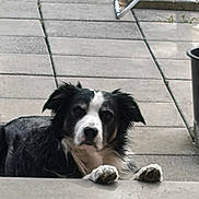 Lasko participe au concours pour gagner de l'argent avec cette photo : animal, black_and_white, border_collie, canine, dog, face, floppy_ears, fur, garden, long_hair, looking_at_camera, outdoor, patio, paws, pet, planter, portrait, railing, stairs, tiles