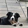 animal, black_and_white, border_collie, canine, dog, face, floppy_ears, fur, garden, long_hair, looking_at_camera, outdoor, patio, paws, pet, planter, portrait, railing, stairs, tiles