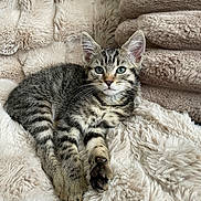 Mistigris participe au concours pour gagner de l'argent avec cette photo : cat, kitten, tabby, feline, pet, animal, fur, striped_fur, green_eyes, whiskers, ears, paws, lying_down, relaxed, cute, portrait, blanket, cushion, indoors, cozy