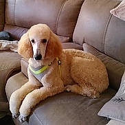 Teddy joined the competition — help win amazing prizes! dog, poodle, pet, couch, living_room, harness, beige, fluffy, fur, home, sitting, portrait, animal, paw, furniture, pillow, relaxed, looking_at_camera, indoor, cute