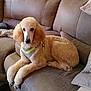 dog, poodle, pet, couch, living_room, harness, beige, fluffy, fur, home, sitting, portrait, animal, paw, furniture, pillow, relaxed, looking_at_camera, indoor, cute