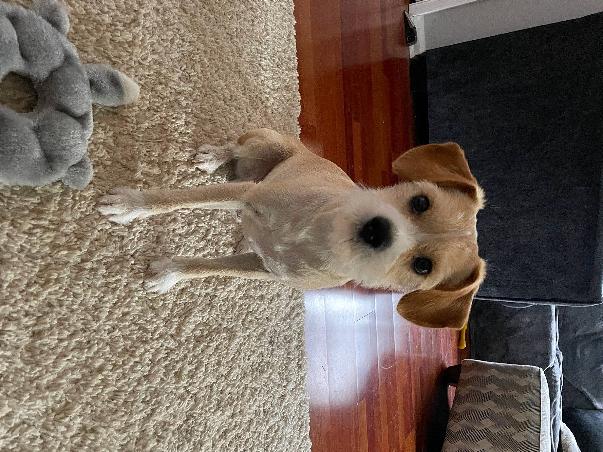 Monty joined the competition — help win amazing prizes! canidae, carnivore, collar, companion_dog, dog, dog_breed, dog_collar, dog_supply, fawn, flooring, fur, hardwood, paw, pet_supply, snout, sporting_group, tail, whiskers, wood, working_animal