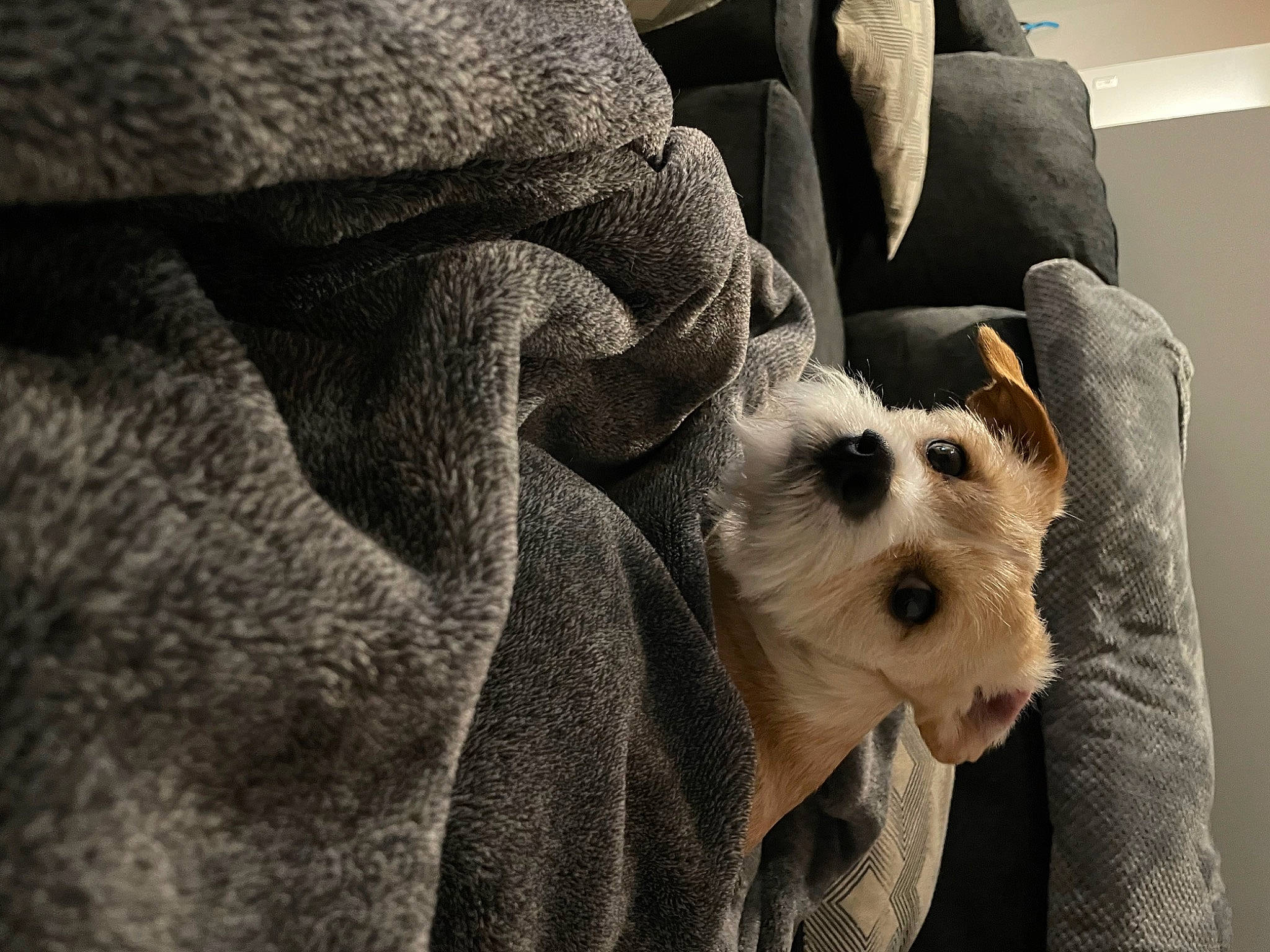 Monty joined the competition — help win amazing prizes! bag, canidae, carnivore, comfort, companion_dog, couch, dog, dog_breed, dog_supply, fawn, fur, grey, linens, small_terrier, snout, sporting_group, terrier, toy_dog, whiskers, working_animal
