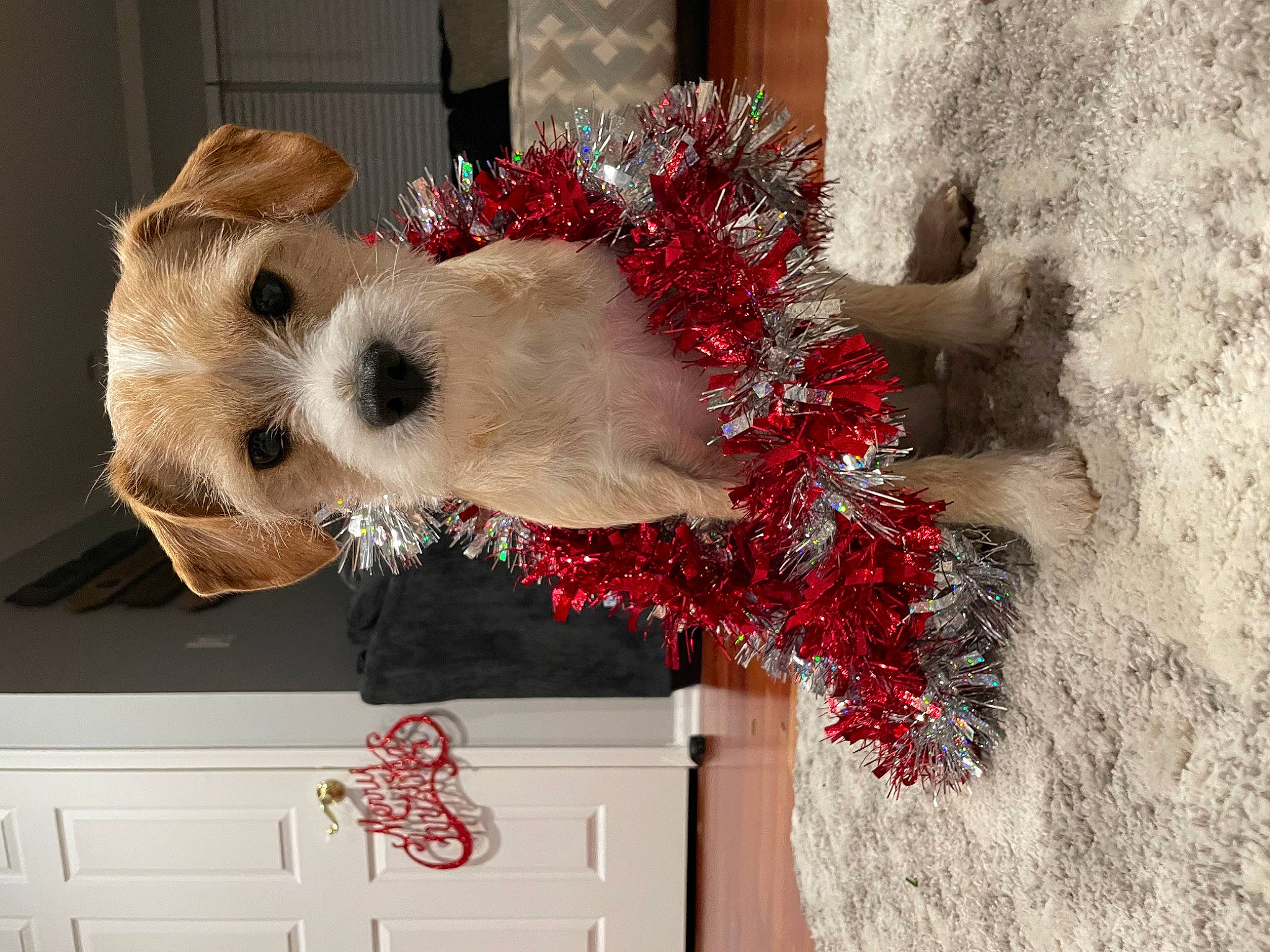Monty joined the competition — help win amazing prizes! cabinetry, carmine, chest_of_drawers, christmas, christmas_decoration, christmas_ornament, companion_dog, costume_hat, dog, dog_breed, drawer, event, fawn, fur, holiday, snout, toy, twig, white, wood
