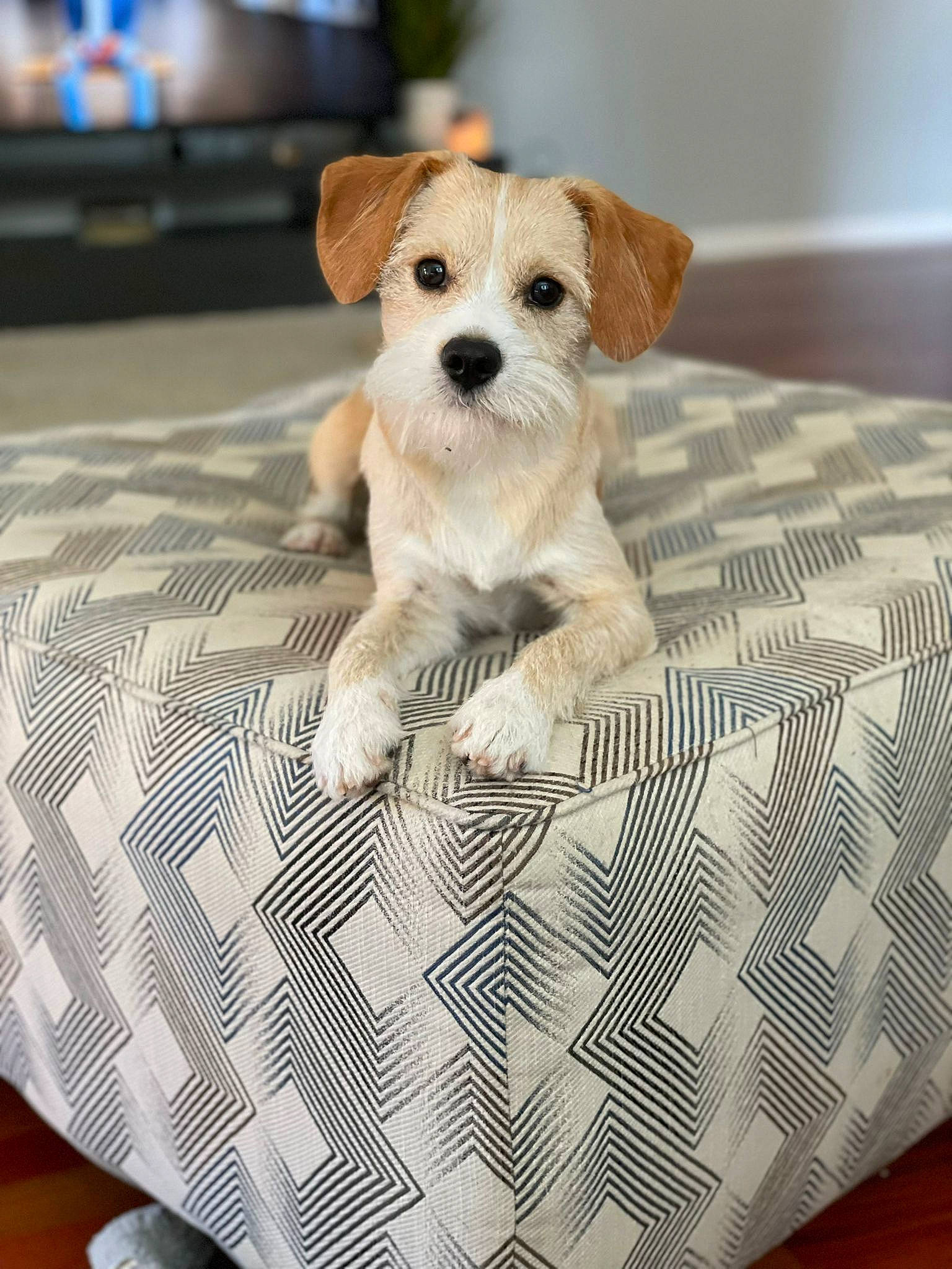 Monty joined the competition — help win amazing prizes! bedding, carnivore, comfort, companion_dog, dog, dog_breed, dog_supply, fawn, flooring, linens, pattern, paw, plaid, rectangle, snout, terrier, throw_pillow, toy, toy_dog, wood