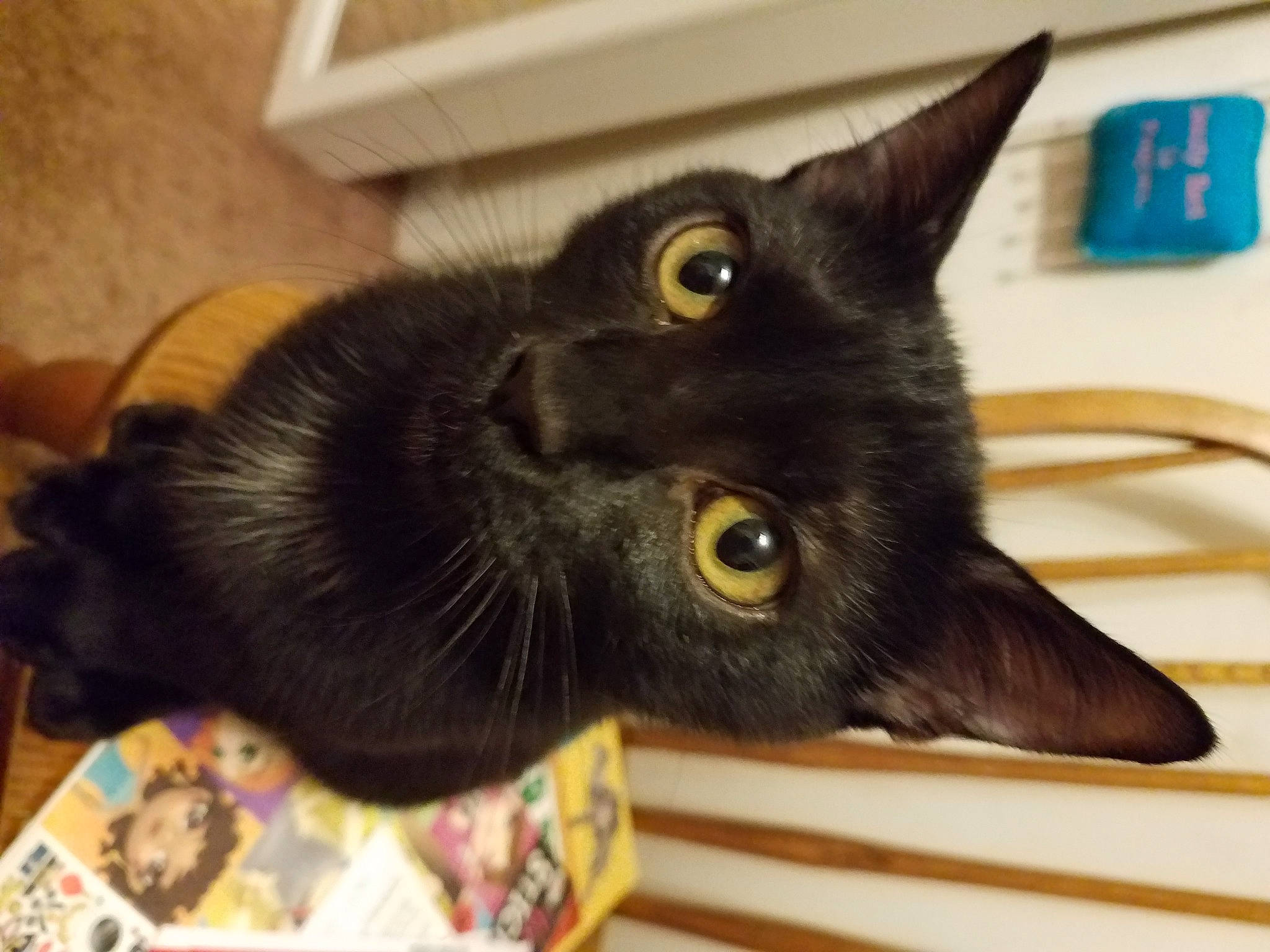 Oliver joined the competition — help win amazing prizes! black_cat, bombay, carnivore, cat, claw, comfort, domestic_short_haired_cat, ear, felidae, fur, plant, small_to_medium_sized_cats, snout, whiskers