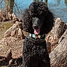 dog, poodle, black_dog, curly_fur, fluffy, sitting, tongue_out, open_mouth, collar, harness, outdoors, pond, water, trees, tree_roots, ducks, nature, reflection, portrait, smartphone_screenshot