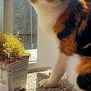 Stella joined the competition — help win amazing prizes! cat, calico, indoor, carpet, sunlight, window, plant, pot, grass, pet, animal, whiskers, ears, paw, shadow, feline, cute, curious, domestic, houseplant