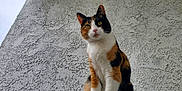 Stella is registered to the contest to win money with this photo: cat, calico_cat, animal, pet, feline, curious, looking_down, outdoor, wall, texture, close_up, portrait, whiskers, ears, fur, three_colors, yellow_eyes, alert, standing, background
