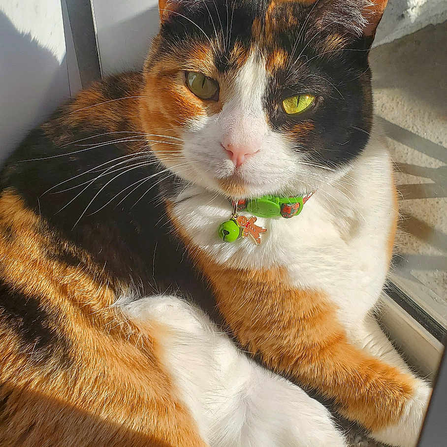 Stella joined the competition — help win amazing prizes! animal, bell, black, calico, cat, closeup, collar, cozy, cute, fur, gingerbread_charm, indoor, orange, pet, relaxed, resting, sunlight, whiskers, white, window