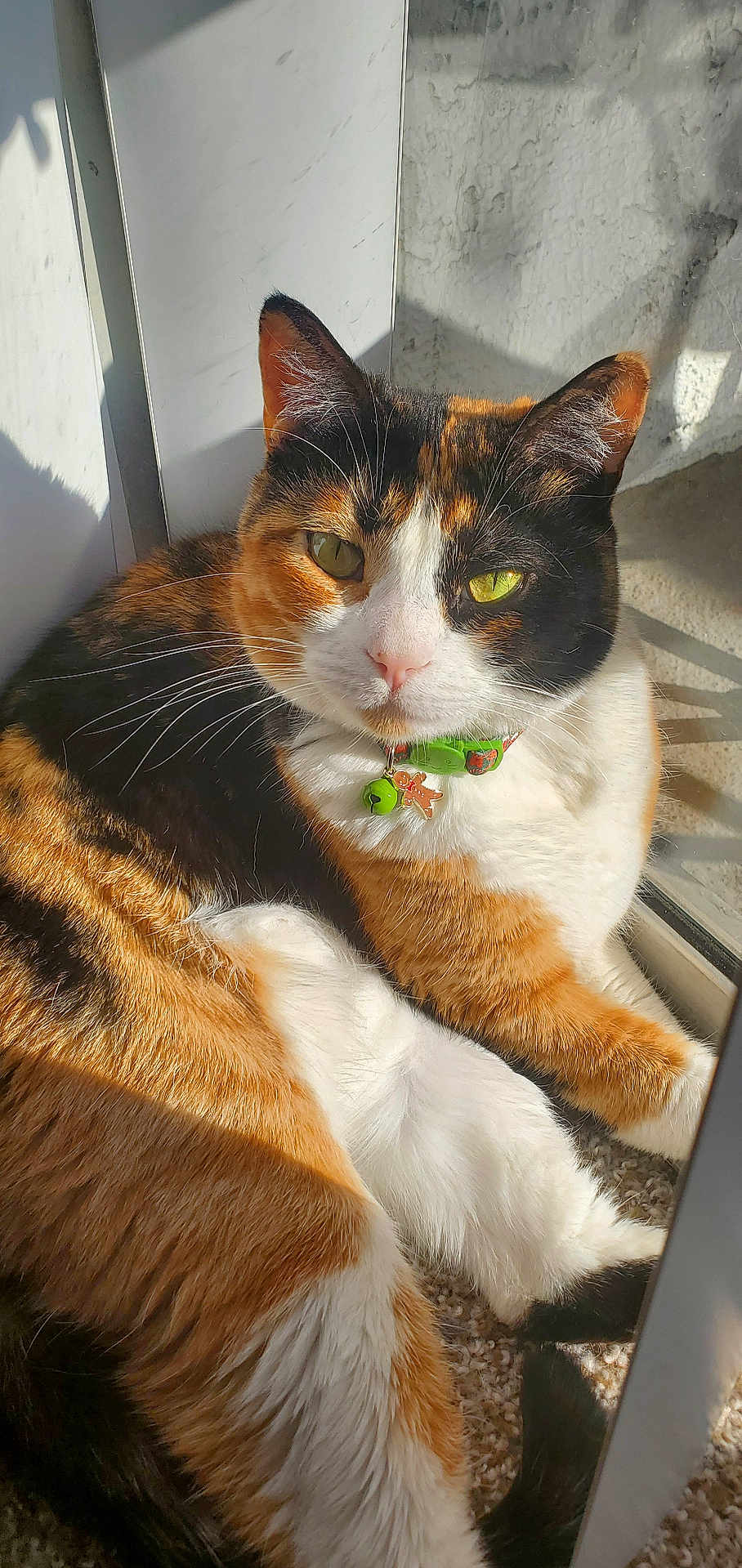 Stella joined the competition — help win amazing prizes! cat, calico, sunlight, collar, bell, gingerbread_charm, window, fur, whiskers, relaxed, pet, indoor, orange, black, white, closeup, animal, cute, resting, cozy