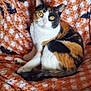 cat, calico, pet, animal, blanket, orange, black, white, bat_pattern, indoor, fur, whiskers, sitting, looking, cozy, soft_texture, yellow_eyes, curious, comfort, home