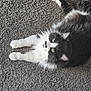 Lilly joined the competition — help win amazing prizes! cat, fluffy, black_and_white, green_eyes, carpet, indoor, pet, feline, relaxed, lying_down, whiskers, fur, cute, domestic_animal, close_up, resting, looking_up, soft, cozy, animal