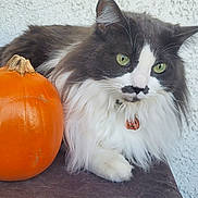 Lilly is registered to the contest to win money with this photo: cat, pumpkin, autumn, orange, white, black, fluffy, green_eyes, texture, wall, fur, pet, animal, closeup, portrait, indoors, table, resting, cute, cozy
