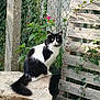 Moustache a rejoint le concours — aidez-le/la à gagner de superbes lots ! cat, black_and_white, fluffy, stone, garden, plants, greenery, wooden_pallet, fence, outdoor, nature, pet, sitting, curious, animal, fur, tail, eyes, whiskers, daylight