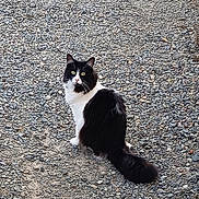 Moustache participe au concours pour gagner de l'argent avec cette photo : cat, black_and_white, fluffy, sitting, gravel, outdoor, animal, pet, curious, tail, nature, ground, fur, whiskers, eyes, mammal, alert, walking_path, texture, daylight