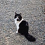 cat, black_and_white, fluffy, sitting, gravel, outdoor, animal, pet, curious, tail, nature, ground, fur, whiskers, eyes, mammal, alert, walking_path, texture, daylight