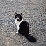 Moustache a rejoint le concours — aidez-le/la à gagner de superbes lots ! cat, black_and_white, fluffy, sitting, gravel, outdoor, animal, pet, curious, tail, fur, nature, wildlife, mammal, road, texture, alert, whiskers, eyes, quiet