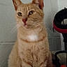 Rambo is registered to the contest to win money with this photo: animal, background, cat, closeup, cute, domestic, ears, eyes, feline, fur, fuzzy, ginger_cat, indoor, mammal, nose, pet, portrait, sitting, wall, whiskers