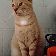 Rambo joined the competition — help win amazing prizes! animal, calm, cat, closeup, contemplative, domestic_cat, ears, feline, fur, ginger_cat, indoor, muzzle, orange, paws, pet, portrait, quiet, sitting, wall, whiskers