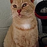 Rambo is registered to the contest to win money with this photo: animal, calm, cat, close_up, cute, domestic_animal, ears, eyes, face, feline, fur, ginger_cat, indoor, mammal, nose, pet, portrait, sitting, whiskers, white_patch