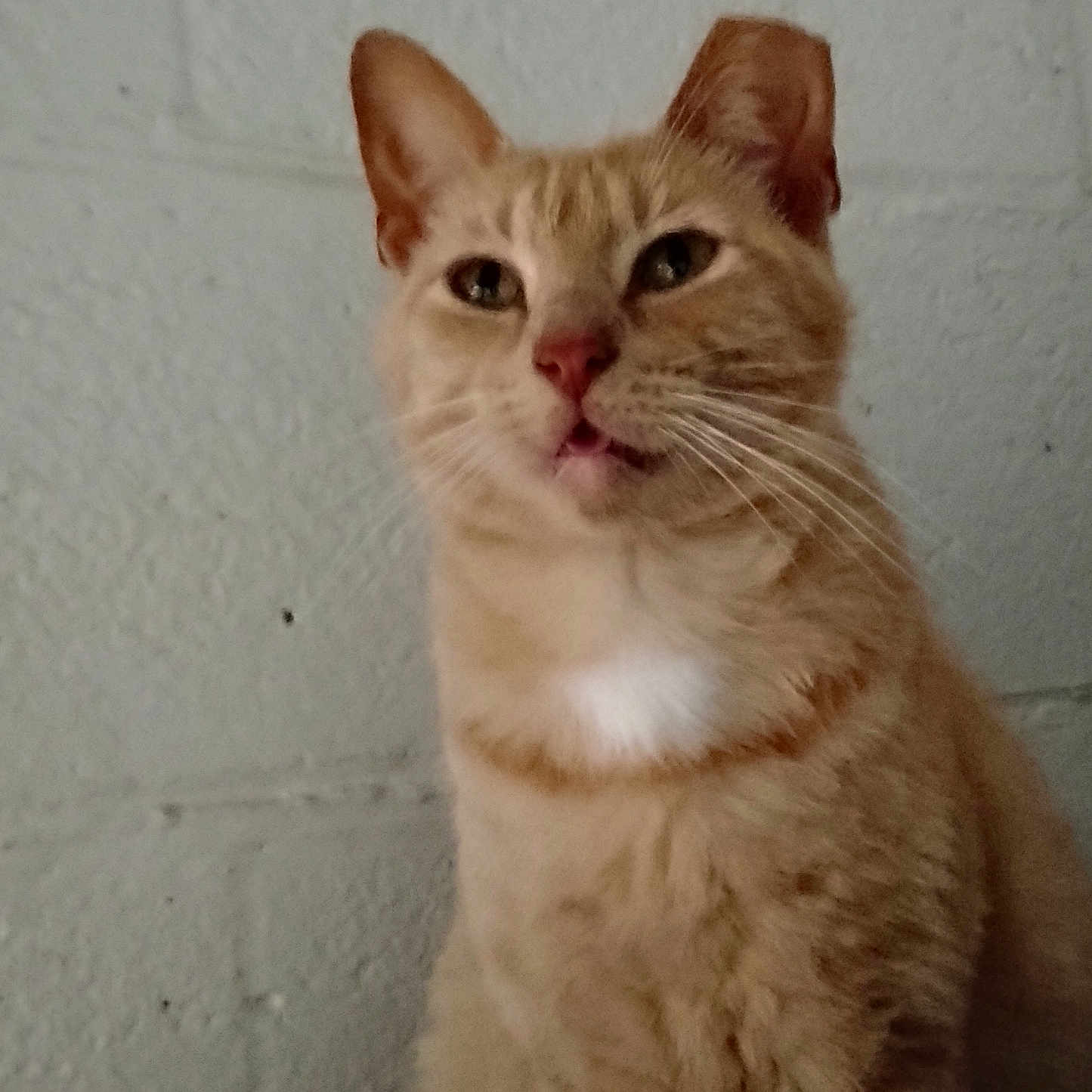 Rambo