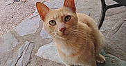 Rambo is registered to the contest to win money with this photo: animal, cat, close_up, curious, daylight, domestic_animal, ears, feline, glass_table, green_eyes, ground, looking_up, mammal, nature, orange_cat, outdoor, paws, pet, stone_patio, whiskers