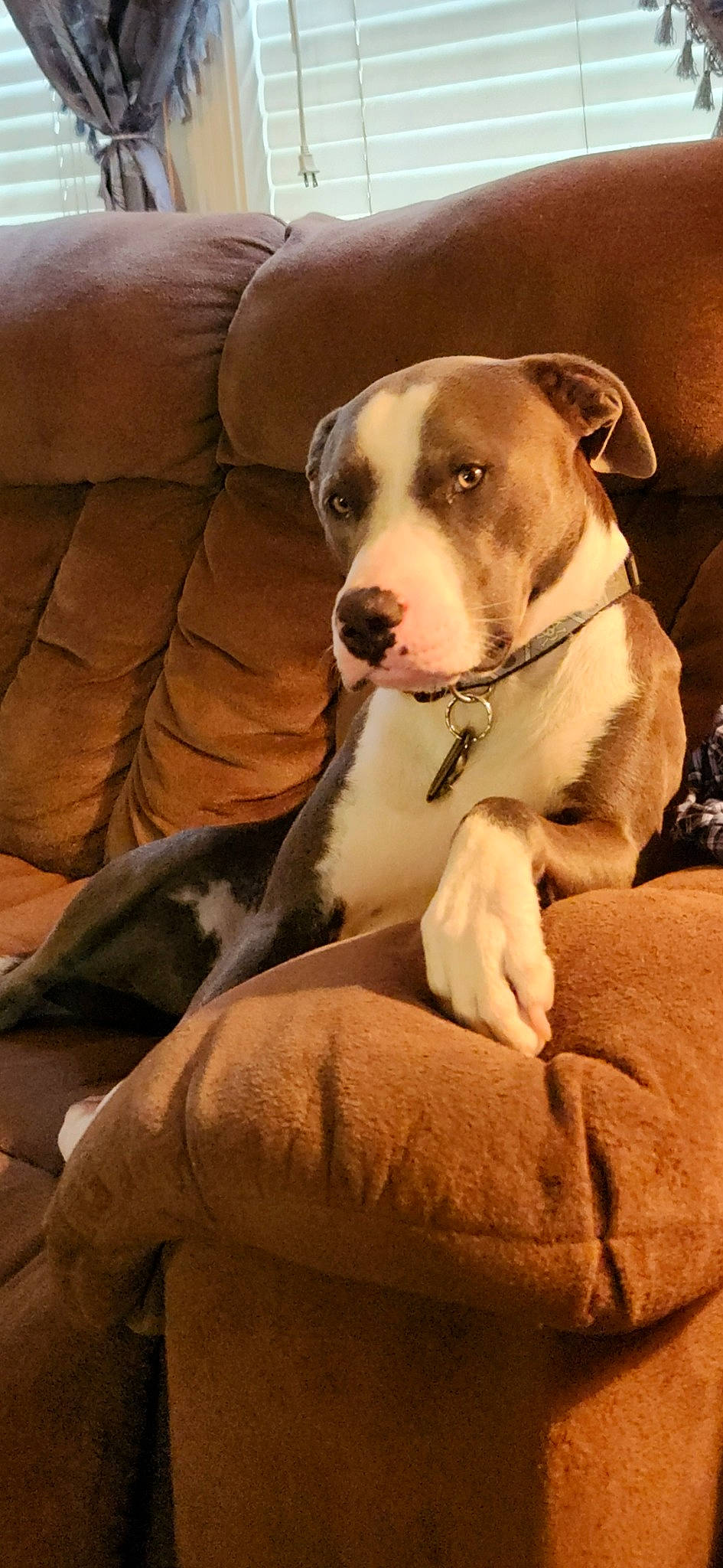 Axel is registered to the contest to win money with this photo: carnivore, collar, comfort, companion_dog, couch, dog, dog_breed, dog_collar, dog_supply, fawn, fur, guard_dog, leash, non_sporting_group, paw, sitting, sporting_group, street_dog, whiskers, working_animal