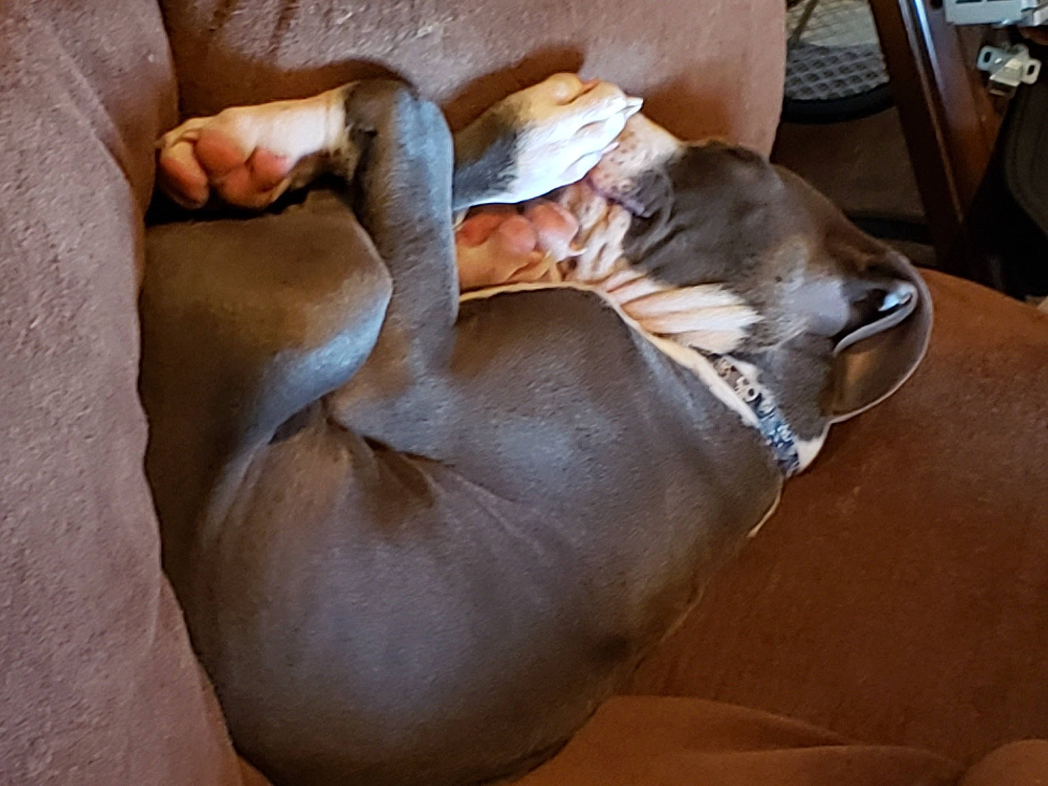 Axel joined the competition — help win amazing prizes! canidae, carnivore, chair, comfort, companion_dog, couch, dog, dog_breed, fawn, fur, hardwood, human_leg, linens, liver, nap, snout, sporting_group, whiskers, wood, working_animal